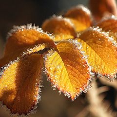 photo "Hoar frost"