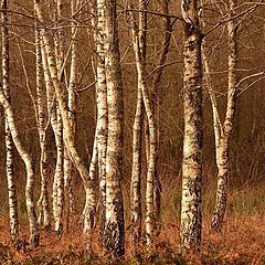 photo "la danse des arbres"