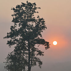 фото "July morning"