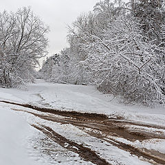 photo "Way in the first snow"