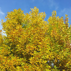 photo "Sky and gold"