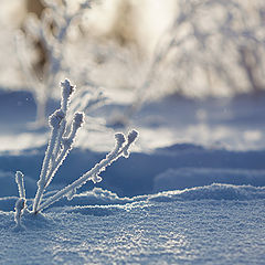 photo "Frosty Minimalism"