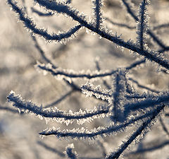 фото "Иней"