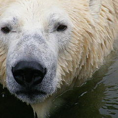 фото "Polar bear"