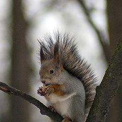 photo "Squirrel: "I will come to you!" :)"