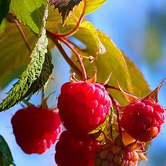 photo "Wild raspberries"