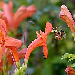 photo "Breakfast after the rain"