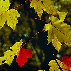 photo "leaves"