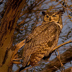 photo "Great Horned Owl watching the sunset"