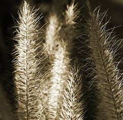 photo "Grasses"