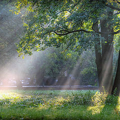 photo "Morning in the park"