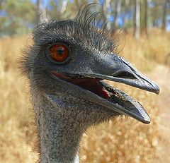 фото "Emu"