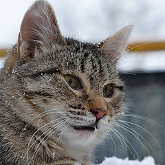 фото "Котяра..."