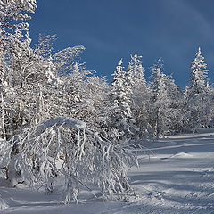фото "В зимнем лесу"