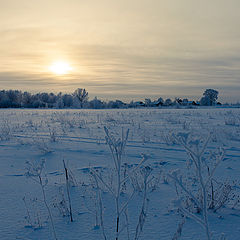 photo "Frosty evening"