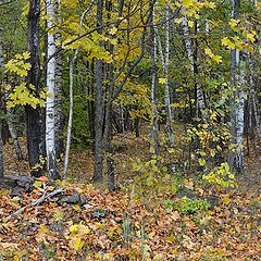 фото "В осеннем лесу 2"