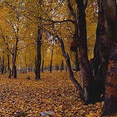 photo "yellow tree"