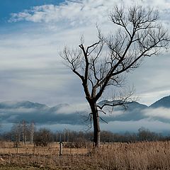 photo "The tree"