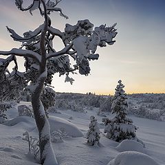 фото "Её величество Сосна!"