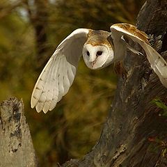 фото "owl"