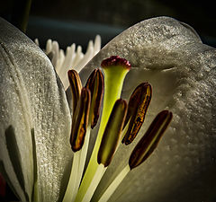 photo "Floral macro"