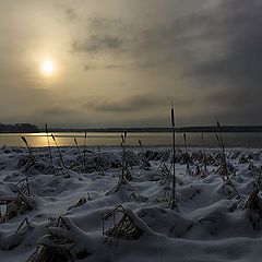 фото "Камыши зимой"