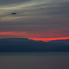 photo "Morning flight"