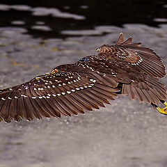 photo "Heron in flight"