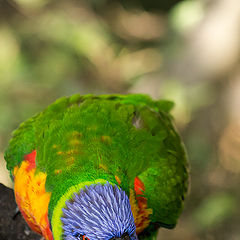 фото "Angry bird"