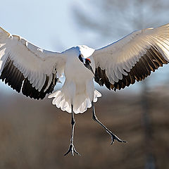 фото "Landing"