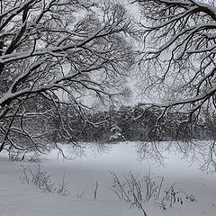 photo "after snowfall"