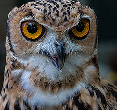 photo "The owl"