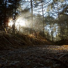 photo "The trail"