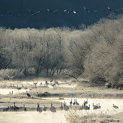 фото "Cranes on the river"