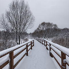 photo "after snowfall"