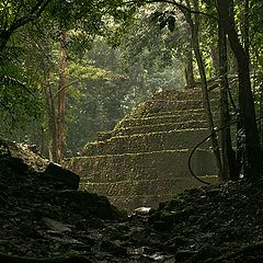 фото "The mysterious forest"