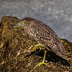 photo "Black-crowned night heron"