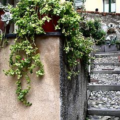 photo "lane in Boccadasse, Genoa"