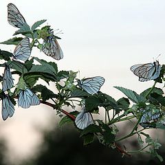 фото "о бабочках"