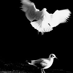 photo ""Seagull ballet..." #2"