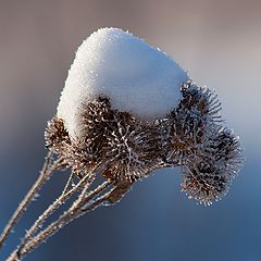 фото "В снежной шапке."