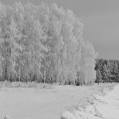 фото "Зимний наряд"