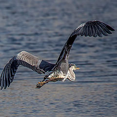 photo "Flying heron"