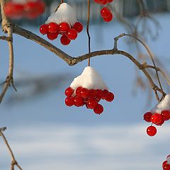 photo "Viburnum winter"