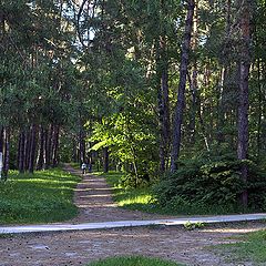 photo "In woods outside Moscow ..."