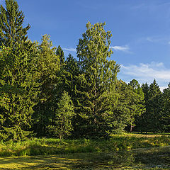 фото "Июльская зарисовка"