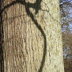 photo "Shadow"