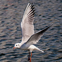 фото "Landing"