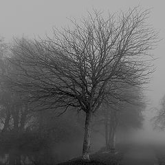 фото "fog"