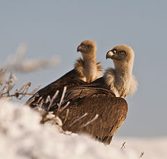 фото "Взгляд"